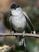 Eurasian Blackcap