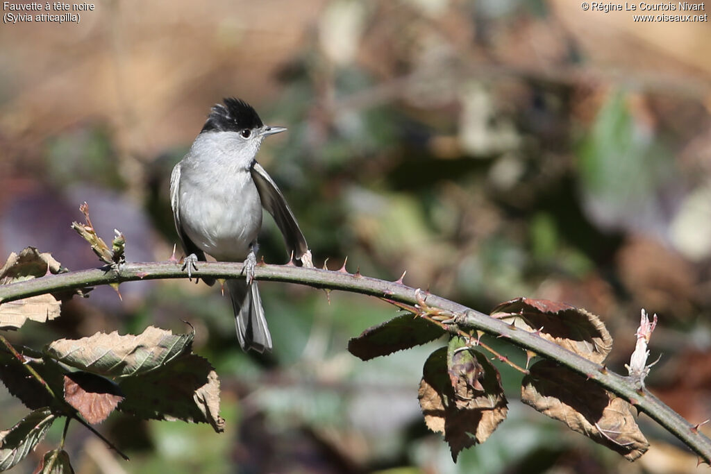 Eurasian Blackcap male adult