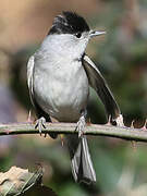 Eurasian Blackcap