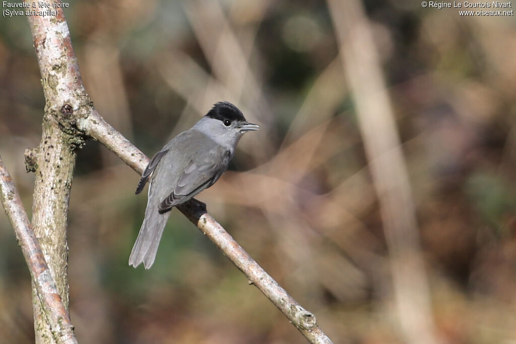 Eurasian Blackcap