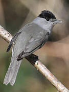 Eurasian Blackcap