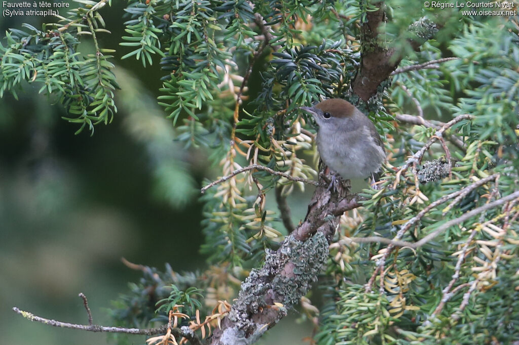 Eurasian Blackcap