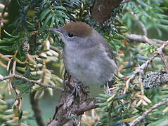 Eurasian Blackcap