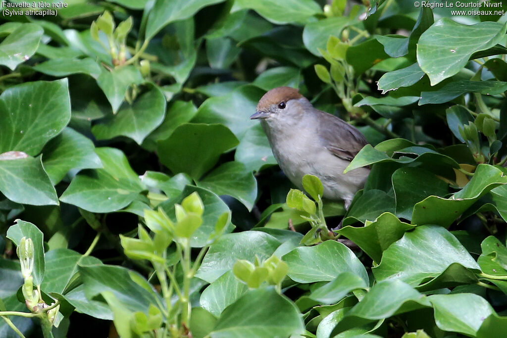 Eurasian Blackcap female adult