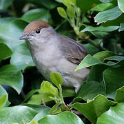 Eurasian Blackcap