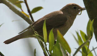 Garden Warbler