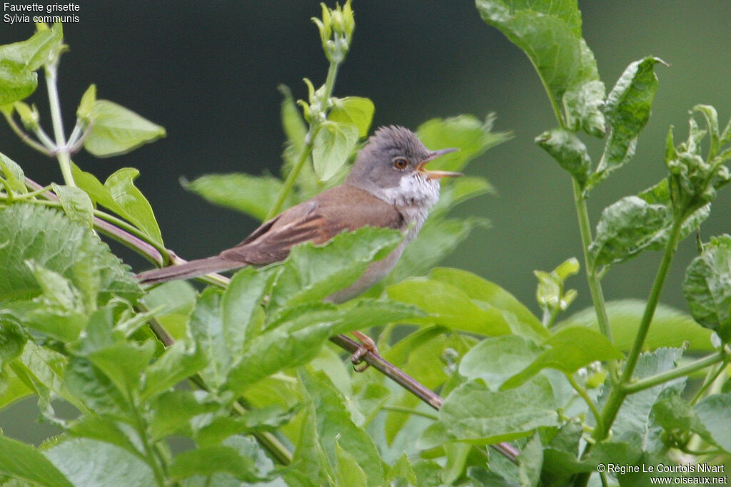 Fauvette grisette, chant