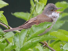 Common Whitethroat