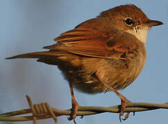 Common Whitethroat