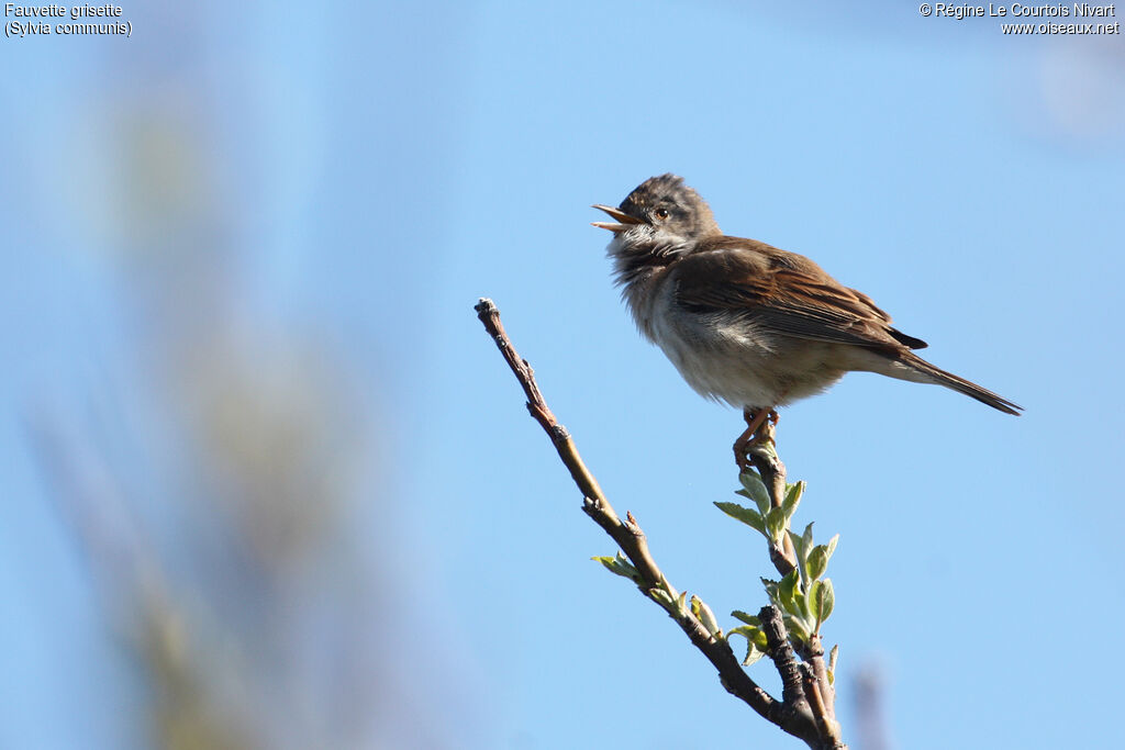 Common Whitethroat