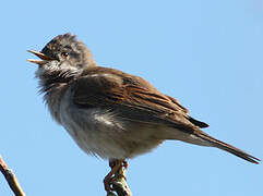 Common Whitethroat