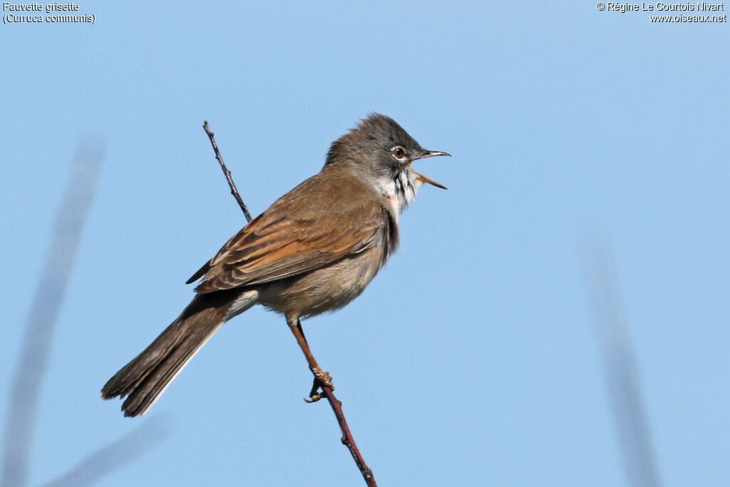 Fauvette grisette