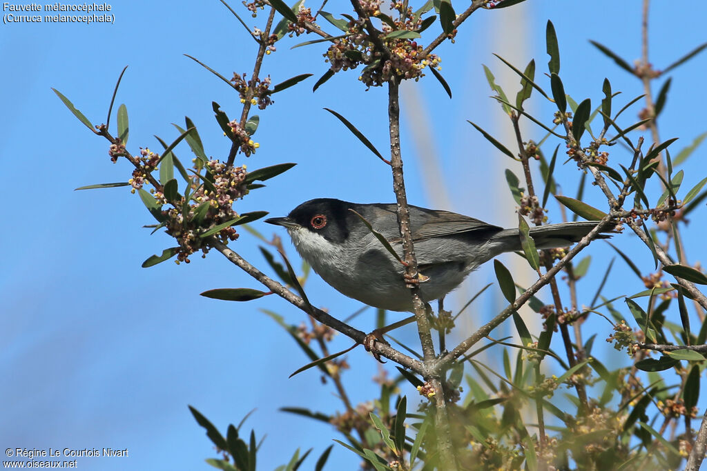 Sardinian Warbler