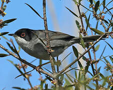 Sardinian Warbler