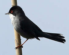 Sardinian Warbler