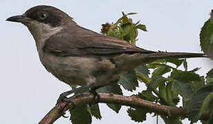 Western Orphean Warbler