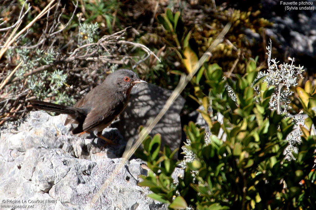 Dartford Warbler