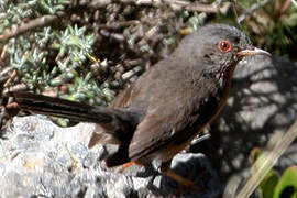 Dartford Warbler