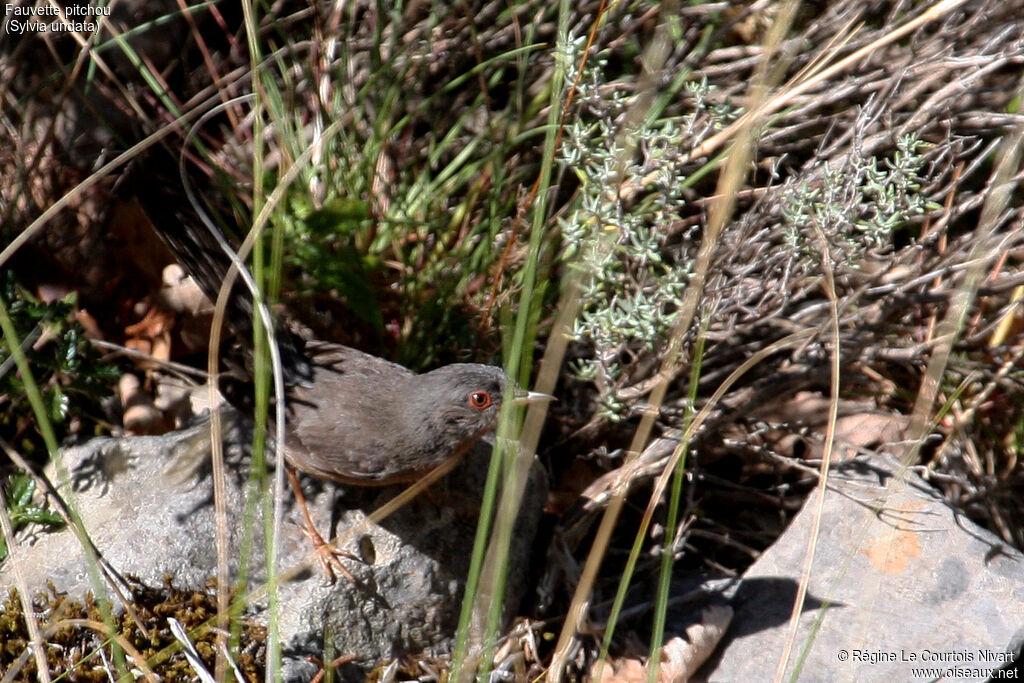 Dartford Warbler