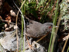 Dartford Warbler