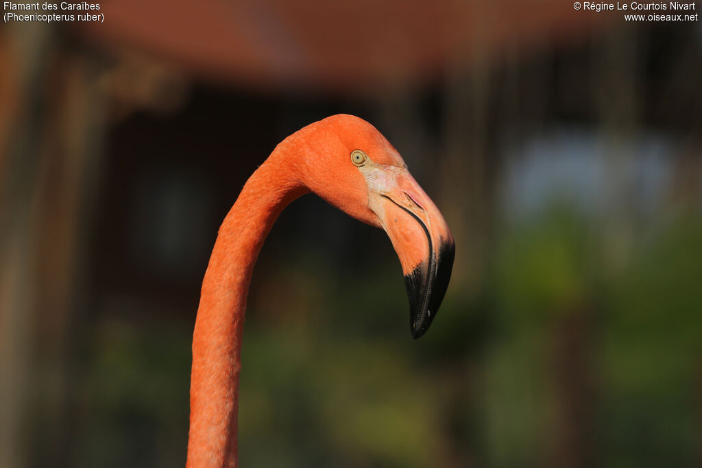 Flamant des Caraïbes