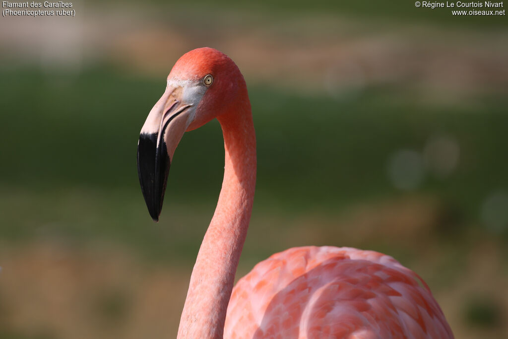 Flamant des Caraïbes