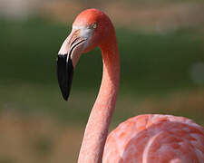 Flamant des Caraïbes