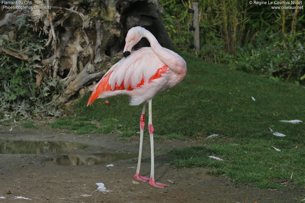 Flamant du Chili