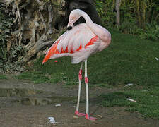 Chilean Flamingo