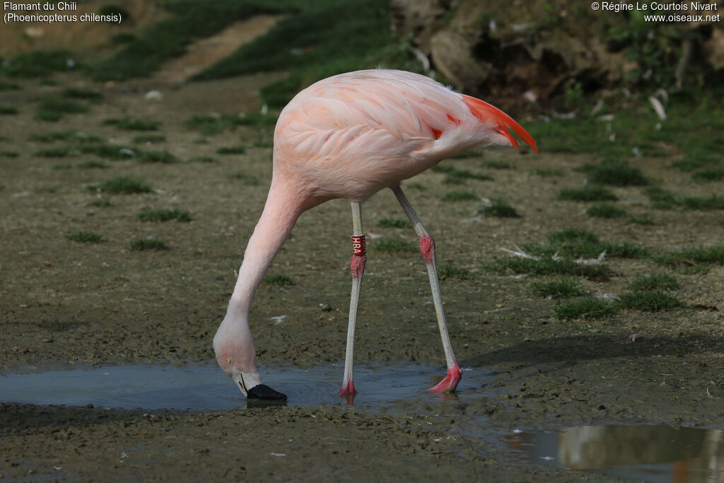 Flamant du Chili