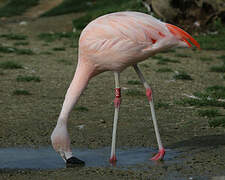 Chilean Flamingo