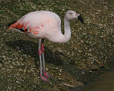 Chilean Flamingo