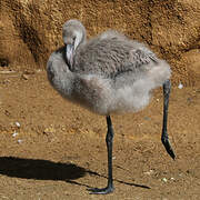 Chilean Flamingo