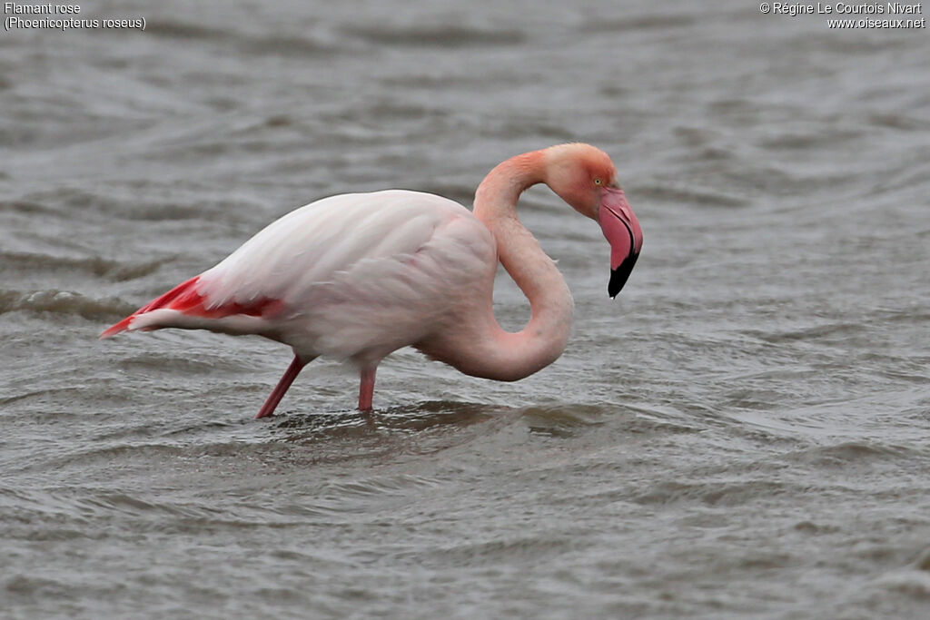 Flamant rose