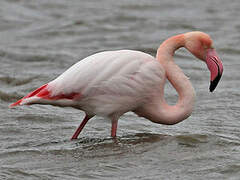 Flamant rose