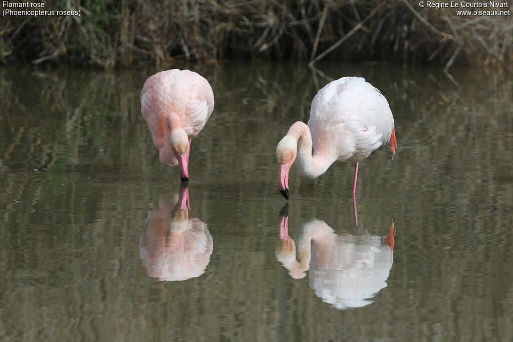 Flamant rose