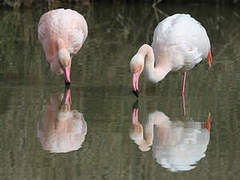 Greater Flamingo