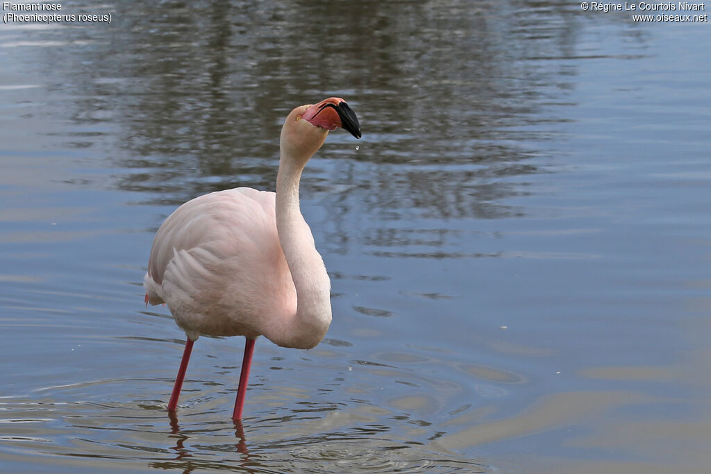 Flamant rose