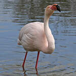 Flamant rose