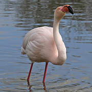 Flamant rose