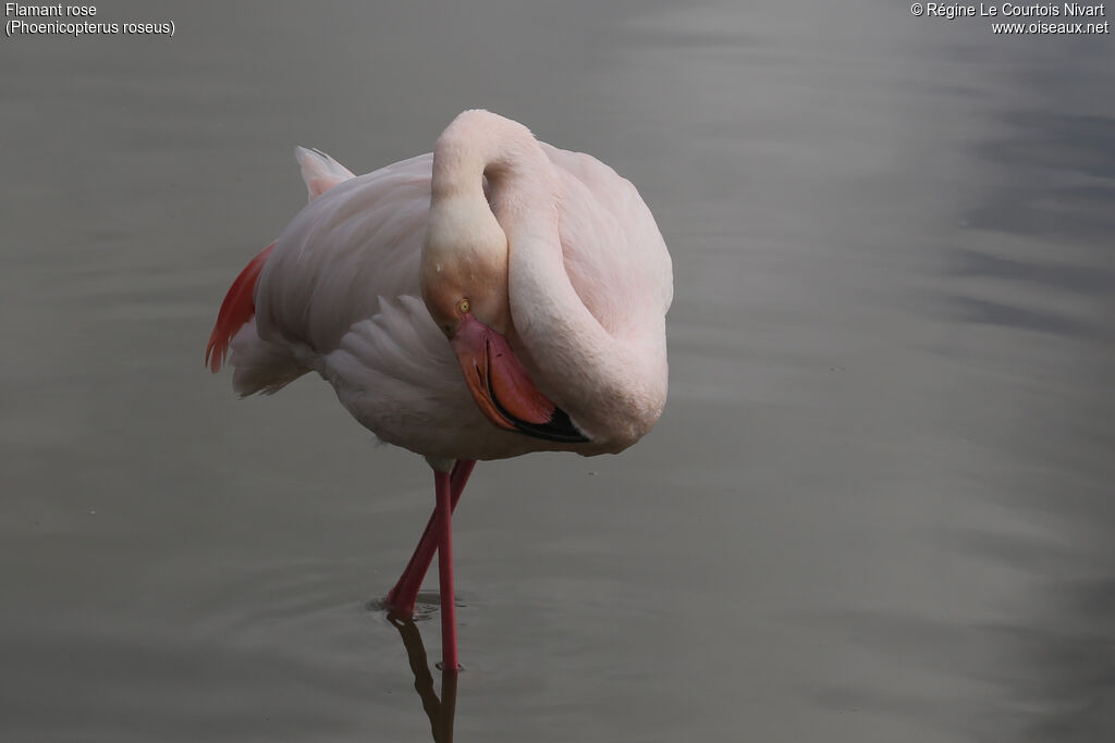 Greater Flamingo