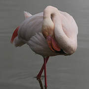 Flamant rose