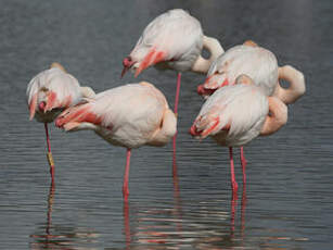 Flamant rose