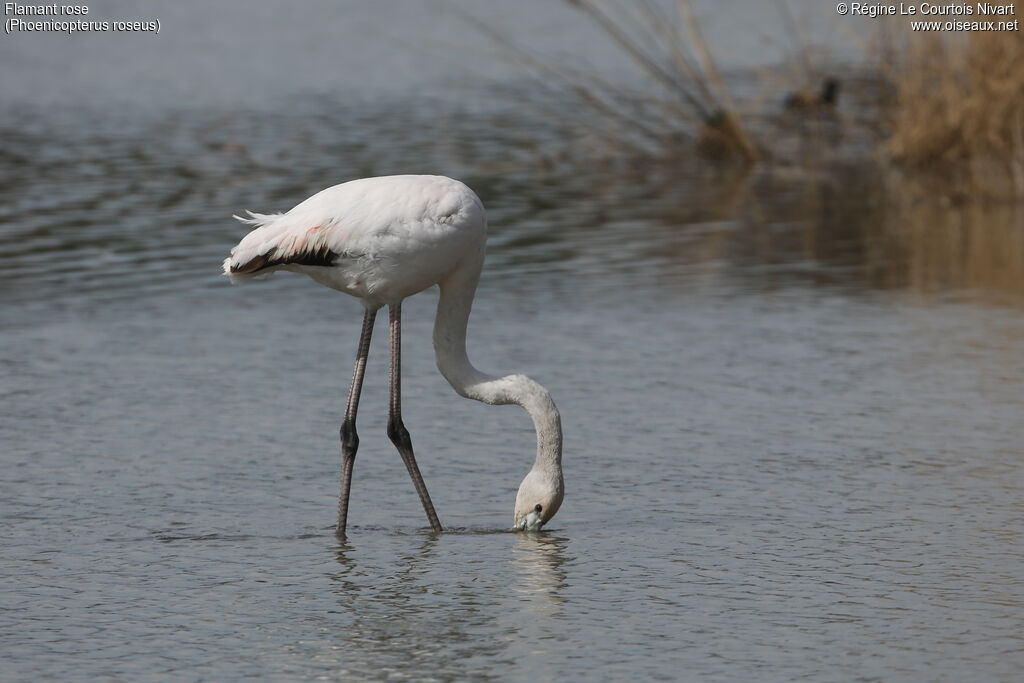 Flamant roseimmature