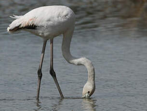 Flamant rose