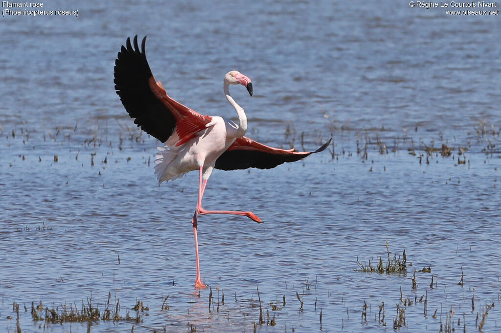 Flamant rose
