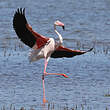 Flamant rose