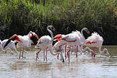 Flamant rose