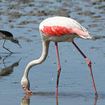 Flamant rose