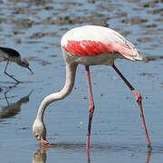 Greater Flamingo